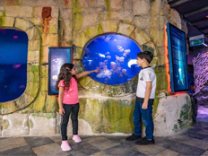 Dubai Aquarium & Underwater Zoo: Marine life adventure